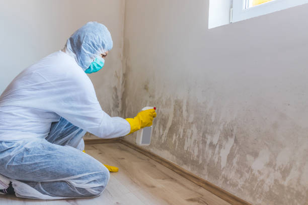 Licensed Mold Testing service in Rockwood, MI - WQB Mold Removal