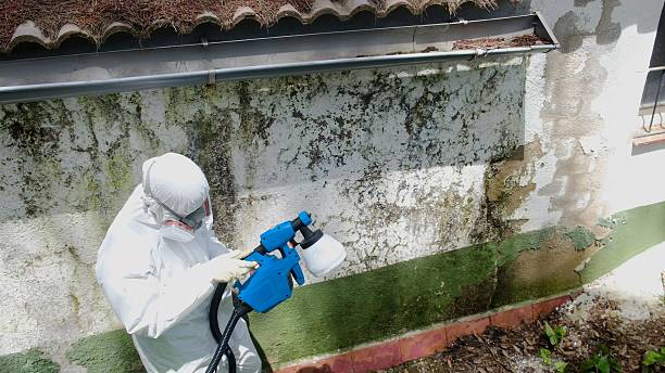 Top rated local Mold Testing specialists in Rockwood, MI